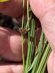 Scleria mackaviensis