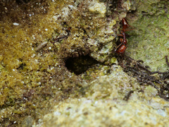 Odontomachus malignus