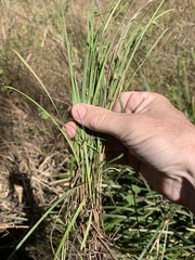 Scleria mackaviensis