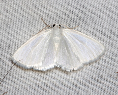 Lomographa vestaliata