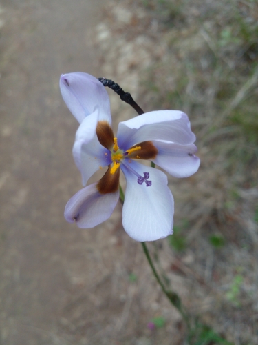 Image of Aristea cistiflora by (c) Barbara le Roux, some rights reserved (CC BY-SA)