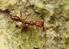 Odontomachus malignus