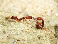 Odontomachus malignus