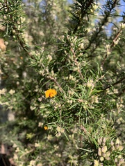 Dillwynia sieberi