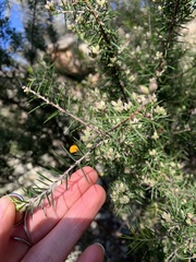 Dillwynia sieberi