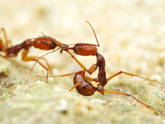 Odontomachus malignus