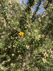 Dillwynia sieberi