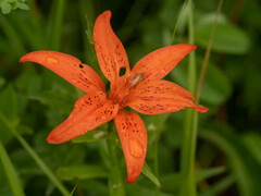 Lilium concolor partheneion