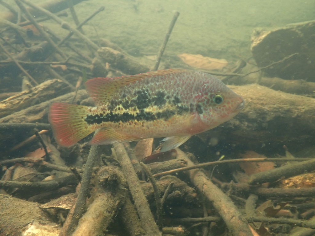 Twoband Cichlid