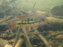 Twoband Cichlid photo 1