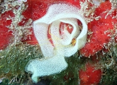 Peltodoris atromaculata