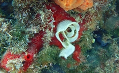 Peltodoris atromaculata