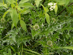 Echinops davuricus