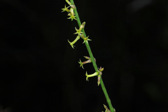 Stackhousia intermedia