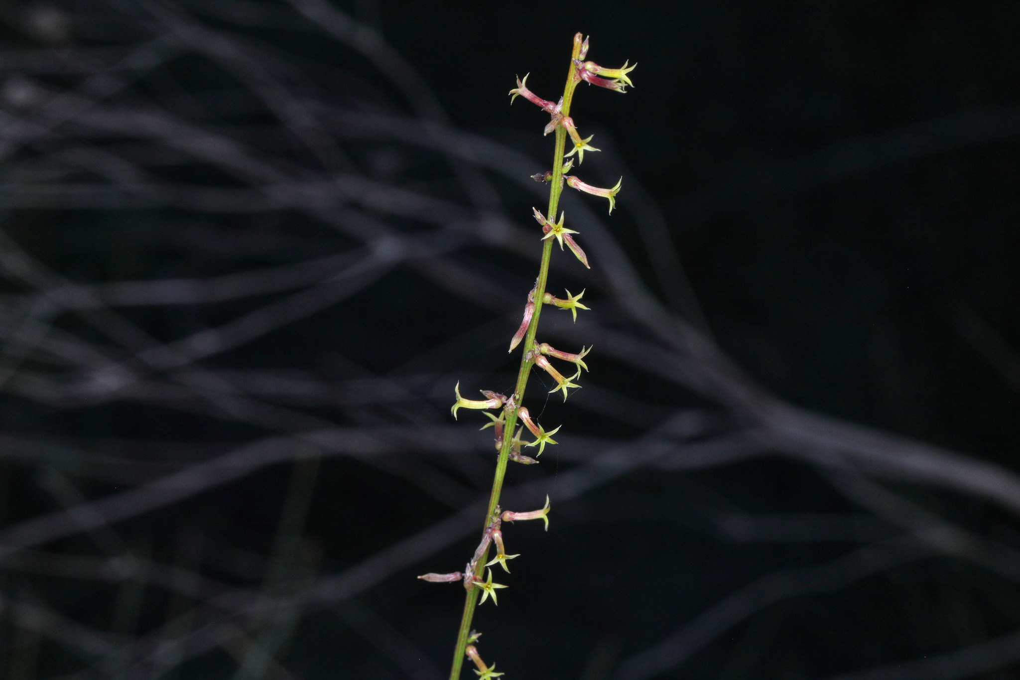 Stackhousia intermedia