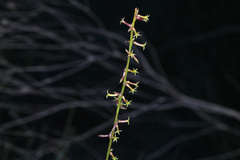 Stackhousia intermedia