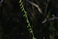 Stackhousia intermedia