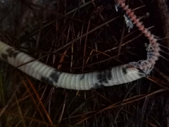 Pseudoxenodon bambusicola