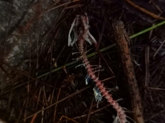 Pseudoxenodon bambusicola