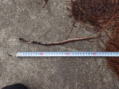 Pseudoxenodon bambusicola