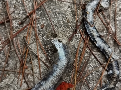 Hebius