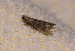 Eccopisa effractella