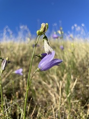 Campanula pseudostenocodon