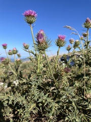 Carduus defloratus carlinifolius