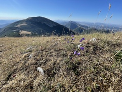 Carduus defloratus carlinifolius
