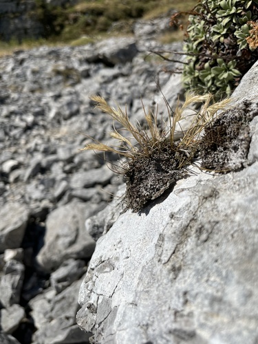 Trisetum bertolonii