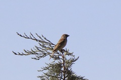 Passer domesticus