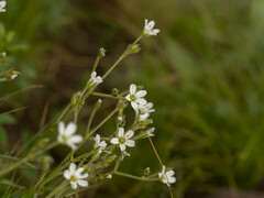 Eremogone juncea