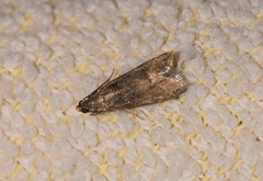 Eccopisa effractella