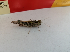 Oedaleus decorus