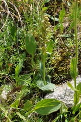 Dactylorhiza viridis
