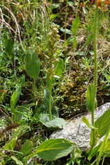 Dactylorhiza viridis