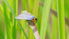 Macrobrochis fukiensis