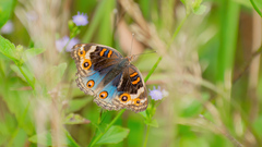 Junonia orithya ocyale