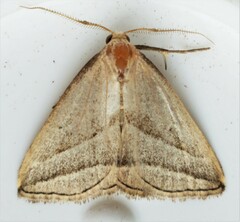Macrochilo absorptalis