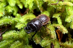 Geodorcus helmsi