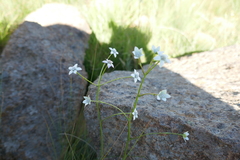 Alepidea natalensis
