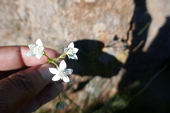 Alepidea natalensis