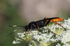 Amblyjoppa fuscipennis