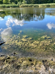 Bithynia tentaculata