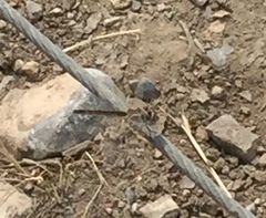 Selysiothemis nigra