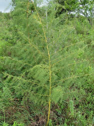 Asparagus saundersiae image