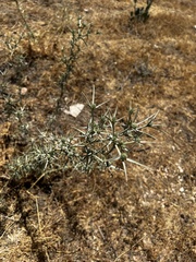 Eryngium creticum