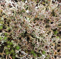 Cladonia crispata crispata