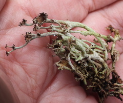 Cladonia crispata crispata