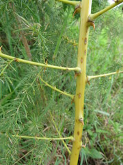 Asparagus saundersiae image